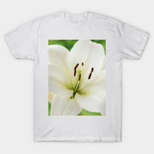 Lilium  &#39;Blizzard&#39;  Asiatic lily  syn. Lilium  Apollo T-Shirt